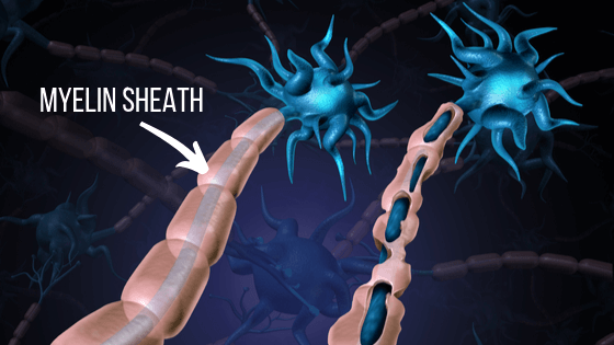 Why Your Myelin is Important to Your Overall Health